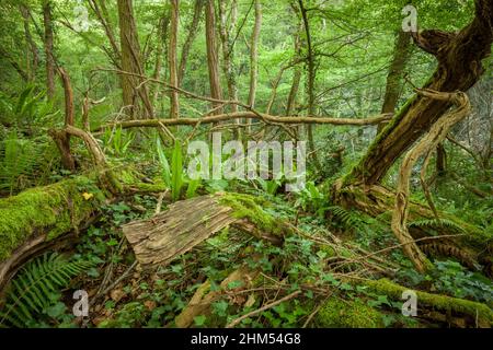 Beautiful unspoilt green forest with wild ferns and fallen trees Dordogne France Stock Photo