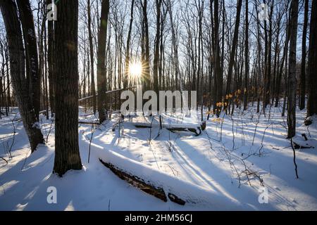 Beautiful late afternoon winter forest landscape in Canada Stock Photo