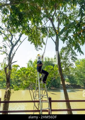 Asian professional gardener trimming plants using pruning saw on a ladder. A Tree Surgeon or Arborist cuts branches of a tree in the garden. Man sawin Stock Photo