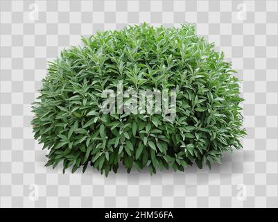 Vector graphics 3d. Realistic plant bush shape sphere on green lawn Stock Vector