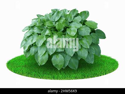 Vector graphics 3d. Realistic plant bush shape sphere on green lawn Stock Vector