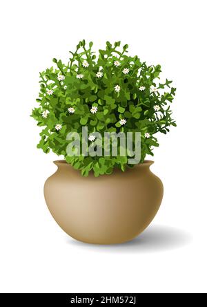Ornamental plant with small flowers in clay pot. Vector graphics Stock Vector