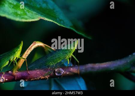 Chongqing mountain ecological - lacewing flies in all directions Stock Photo
