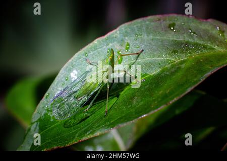 Chongqing mountain ecological - lacewing flies in all directions Stock Photo