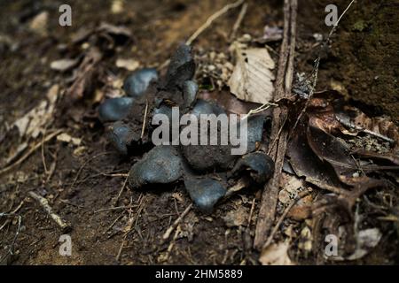 Myriostoma coliforme Fungi Geastraceae family,  earthstar, Rare fungus growing on the ground Stock Photo