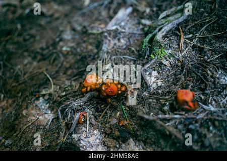 Calostoma cinnabarinum gasteroid fungus, stalked puffball-in-aspic, gelatinous stalked-puffball Stock Photo