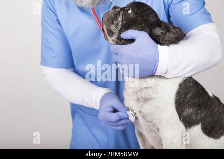 Veterinarian man examining a cute small dog by using stethoscope, isolated on white background. Stock Photo