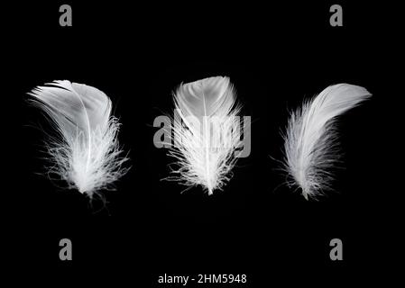 White floating feather isolated on a black background. Stock Photo
