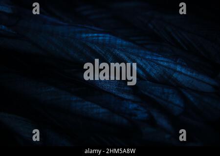 Close-up of a blue feather, dark bird background Stock Photo