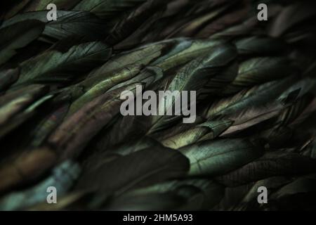 Bird background, bright green feathers Stock Photo