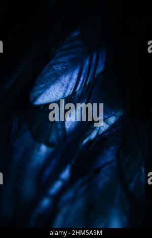 Close-up of a blue feather, dark bird background Stock Photo
