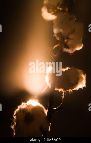Natural cotton  in the orange rays of the sun Stock Photo