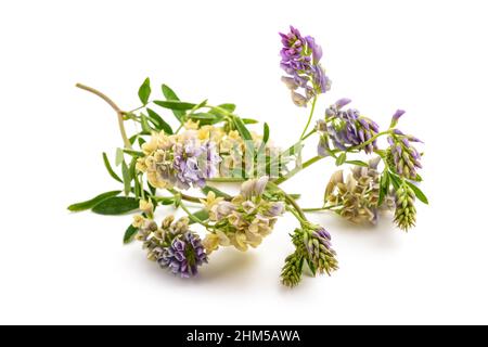Medicago Sativa plant isolated on white background Stock Photo