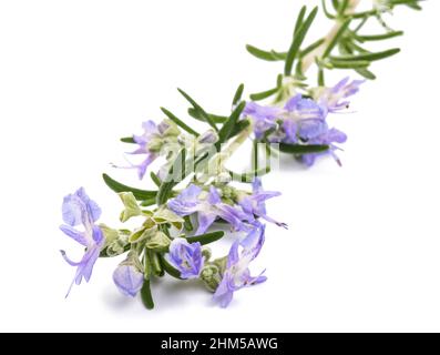 Rosemary sprig in flowers isolated on white background Stock Photo