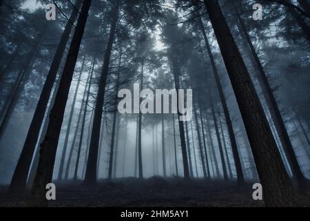 a misty and foggy forest in winter Stock Photo