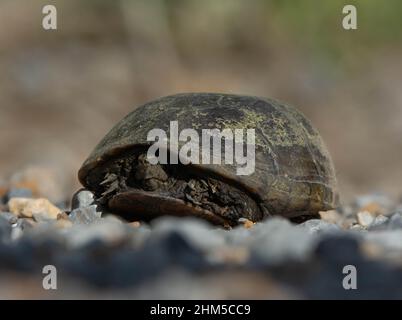 Mississippi Mud Turtle (Kinosternon subrubrum hippocrepis) from St. Martin Parish, Louisiana, USA. Stock Photo