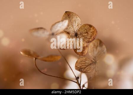 Withered hydrangea paniculata flowers closeup over brown blur background. Macro photo of dried Hortensia flowers. Stock Photo