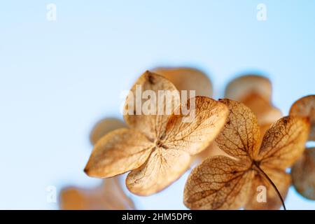 Withered hydrangea paniculata flowers closeup over blue blurred background. Macro photo of dried Hortensia flowers. Stock Photo