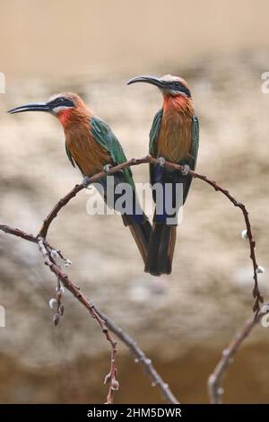 Pair of Bee Eaters Stock Photo