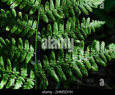 Close up of Fern frond on dark background Stock Photo
