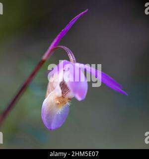 Calypso orchid Stock Photo