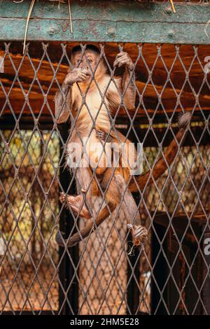 Vertical shot of a small capuchin monkey grabbing onto the fence, looking straight at the camera while eating. Tiny baby monkey holding onto him Stock Photo