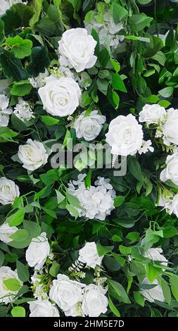 White hydrangea in the middle of large rosebuds against a background of green shrubs. Stock Photo
