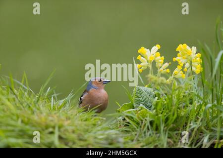 Common Chaffinch (Fringilla coelebs) adult male standing on grassland near Cowslip (Primula veris) flowers, Suffolk, England, April Stock Photo