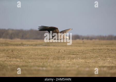White-tailed eagle Haliaeetus albicilla, adult flying, Hortobagy, Hungary, January Stock Photo