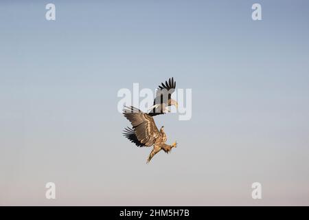 White-tailed eagle Haliaeetus albicilla, adult and immature fighting in flight, Hortobagy, Hungary, January Stock Photo