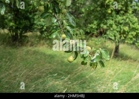 green ripening pears at the twig of a pear tree in an orchard Stock Photo