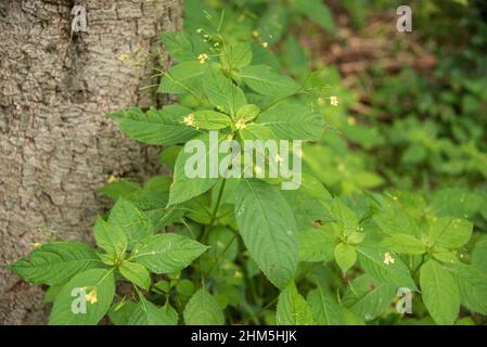 Impatiens noli-tangere with yellow blossoms and long fruits growing in a forest Stock Photo