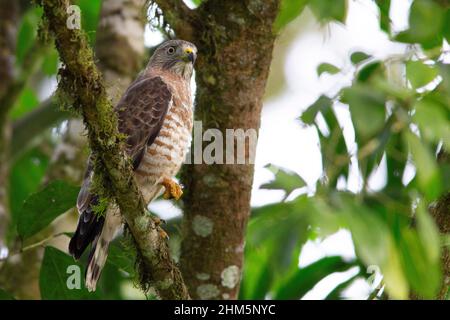 Broad-winged Hawk (Buteo platypterus) in lowland rainforest. La Selva Biological Station, Sarapiquí, Caribbean lowlands, Costa Rica. Stock Photo