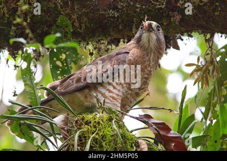 Broad-winged Hawk (Buteo platypterus) ) eating a frog in lowland rainforest. La Selva Biological Station, Sarapiquí, Caribbean lowlands, Costa Rica. Stock Photo