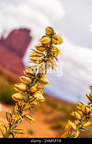 Stunning flower Yucca glauca blooms in Monument Valley Stock Photo