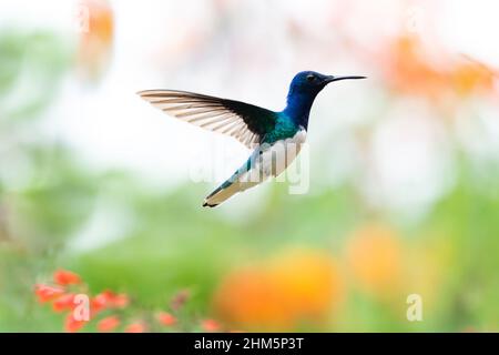 Colorful and tropical male White-necked Jacobin hummingbird, Florisuga mellivora, hovering in the air in a garden with a colorful blurred background. Stock Photo