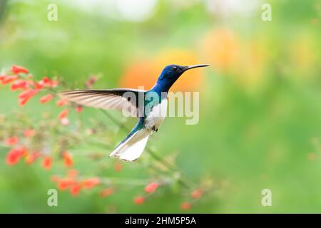 Colorful and tropical male White-necked Jacobin hummingbird, Florisuga mellivora, hovering in the air in a garden with a colorful blurred background. Stock Photo