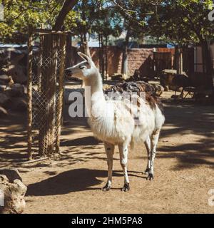 White and brown llamas in the small zoo in Limassol, Cyprus Stock Photo