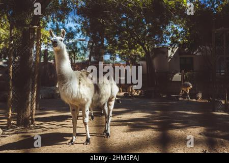 White and brown llamas in the small zoo in Limassol, Cyprus Stock Photo