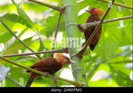 Male and female chestnut-coloured woodpeckers (Celeus castaneus). Lowland rainforest, La Selva Biological Station, Sarapiquí, Caribbean slope, Costa R Stock Photo