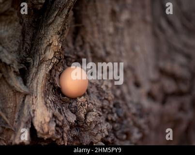 Brown hens egg on a wood. Close-up. Concept Stock Photo