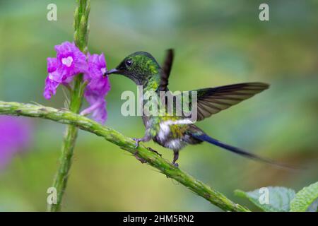 Green Thorntail Hummingbird (Discosura conversii) feeding on Porterweed  (Stachytarpheta frantzii) flower in natural light. Rainforest in Braulio Carr Stock Photo