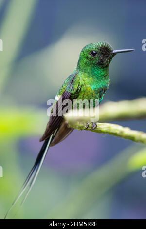 Green Thorntail Hummingbird (Discosura conversii) perched in natural light. Rainforest in Braulio Carrillo National Park, Caribbean slope, Costa Rica. Stock Photo