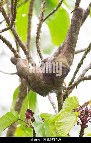 Female Three-toed Sloth (Bradypus variegatus) with newborn baby. Placenta hanging from mother. Lowland rainforest, La Selva Biological Station, Sarapi Stock Photo