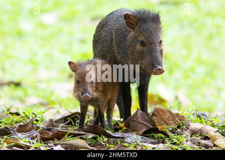 Collared peccary (Pecari tajuca) adult with young. Lowland rainforest, La Selva Biological Station, Sarapiquí, Caribbean slope, Costa Rica. Stock Photo