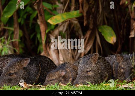 Collared peccary (Pecari tajuca) adults and young sleeping. Lowland rainforest, La Selva Biological Station, Sarapiquí, Caribbean slope, Costa Rica. Stock Photo