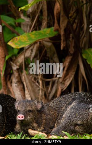 Collared peccary (Pecari tajuca) adult and young. Lowland rainforest, La Selva Biological Station, Sarapiquí, Caribbean slope, Costa Rica. Stock Photo