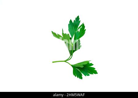 Parsley leaf isolated, top view of parsley leaf on white background with clipping path. Stock Photo