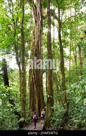 Tourists hiking past a strangler fig (Ficus sp.) wrapped around its host tree. Monteverde Cloud Forest Reserve, Santa Elena, Costa Rica. Stock Photo
