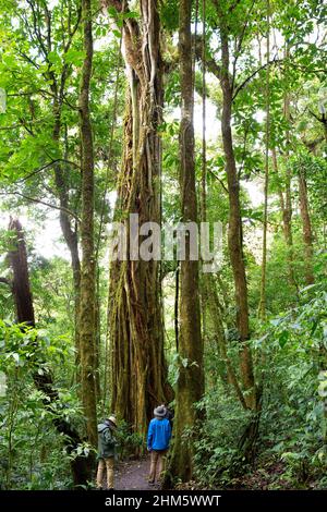 Tourists looking at a strangler fig (Ficus sp.) wrapped around its host tree. Monteverde Cloud Forest Reserve, Santa Elena, Costa Rica. Stock Photo